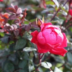 Double Knock Out® Rose -Arbor Day Foundation Store Red knockout rose 2