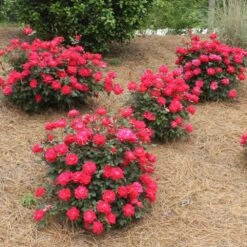 Double Knock Out® Rose -Arbor Day Foundation Store Red knockout rose 4