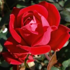 Double Knock Out® Rose -Arbor Day Foundation Store Red knockout rose 7 FGT