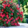 Double Knock Out® Rose -Arbor Day Foundation Store Red knockout rose FGT 600x600 10964f71 3bde 40ac 87ee b7ac043a9383