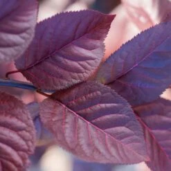 Purple Plunge Weeping Plum Tree -Arbor Day Foundation Store Redbud Purple Plunge 2 b8894708 2bb9 4f3e 8d30 7b3eeb931914