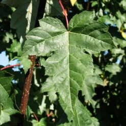 Redpointe® Maple -Arbor Day Foundation Store Redpointe Maple 2