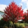 Redpointe® Maple -Arbor Day Foundation Store Redpointe Maple 600x600 2