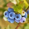 Reveille Blueberry Bush -Arbor Day Foundation Store Reville Blueberry 600x600 8060a79d 83ac 446b 8626 45e4229f1e3b