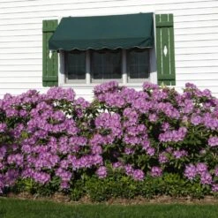 Lavender Rhododendron Shrub 8 Lavender Rhododendron Shrub -Arbor Day Foundation Store Rhododendron Lavender 2 FGT