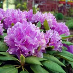 Lavender Rhododendron Shrub 9 Lavender Rhododendron Shrub -Arbor Day Foundation Store Rhododendron Lavender 3 FGT