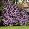 Lavender Rhododendron Shrub -Arbor Day Foundation Store Rhododendron Lavender FGT 600x600 9d084bfd 402e 4a14 904d c3667851a20a