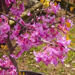 The Rising Sun™ Eastern Redbud Tree -Arbor Day Foundation Store Rising Sun Redbud 6