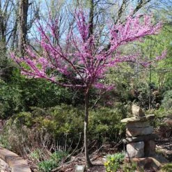 The Rising Sun™ Eastern Redbud Tree -Arbor Day Foundation Store Rising Sun Redbud 7