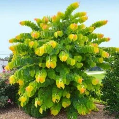 The Rising Sunâ„¢ Eastern Redbud Tree