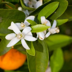 Robertson Navel Orange -Arbor Day Foundation Store Robertson Navel Orange 1
