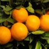 Robertson Navel Orange -Arbor Day Foundation Store Robertson Navel Orange FGT 600x600 a9f66161 ec44 4cfb 838f b40ef8e18604