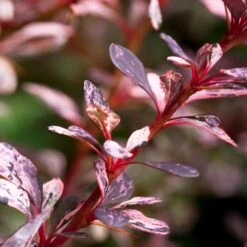 Rose Glow Barberry Shrub -Arbor Day Foundation Store Rose GLow Barberry 1 FGT