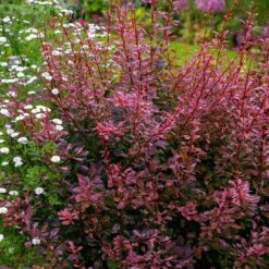 Rose Glow Barberry Shrub -Arbor Day Foundation Store Rose GLow Barberry 3 FGT