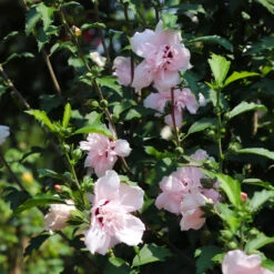 Pink Rose Of Sharon Althea Tree -Arbor Day Foundation Store Rose of Sharon Althea 3 FGT