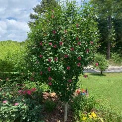 Red Rose Of Sharon Althea Tree