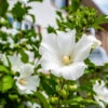 White Rose Of Sharon Althea Tree -Arbor Day Foundation Store Rose of Sharon Tree White FGT sinlge 600x600 ce00831d 236e 4a00 ae4d 382b590a5bd4