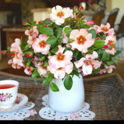 Raspberry Kiss™ Rose Tree 9 Raspberry Kiss™ Rose Tree -Arbor Day Foundation Store Rosemarry Kiss Rose tree 1