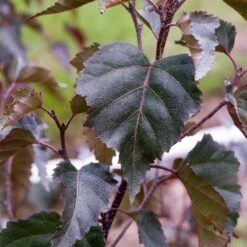 Royal Frost® Birch Tree -Arbor Day Foundation Store Royal Frost Birch 2 FGT