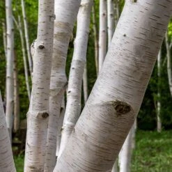 Royal Frost® Birch Tree -Arbor Day Foundation Store Royal Frost Birch 3 FGT