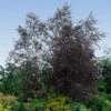 Royal Frost® Birch Tree -Arbor Day Foundation Store Royal Frost Birch FGT 600x600 85f9d1e8 5ce1 44e0 9763 373ec09b9b60