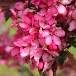 Royal Raindrops® Crabapple Tree -Arbor Day Foundation Store Royal Raindrops Crabapple 3