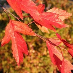 Royal Raindrops® Crabapple Tree -Arbor Day Foundation Store Royal Raindrops Crabapple 4
