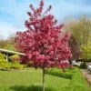 Royal Raindrops® Crabapple Tree 2 Royal Raindrops® Crabapple Tree -Arbor Day Foundation Store Royal Raindrops Crabapple 600x600 d2fb66a7 8df8 4a13 9378 65bf4b5229e8