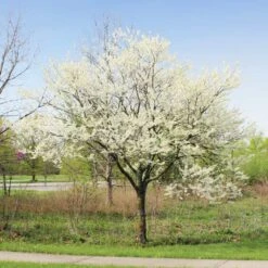 Royal White Redbud Tree -Arbor Day Foundation Store Royal White Redbud 1