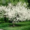 Royal White Redbud Tree -Arbor Day Foundation Store Royal White Redbud 600x600 ccd5de23 5283 4e40 b2ae 60b520088a5a