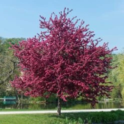 Royalty Crabapple Tree 9 Royalty Crabapple Tree -Arbor Day Foundation Store Royalty Crabapple 5 BB