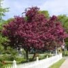 Royalty Crabapple Tree -Arbor Day Foundation Store Royalty Crabapple FGT 600x600 d774e7b4 d01c 4958 babc a565dfd4fbc1