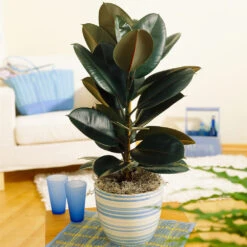 Sunset Hues House Plant Kit -Arbor Day Foundation Store Rubber Tree BB 9853f49f 6d2e 4e25 8d11 6abd2adf323a