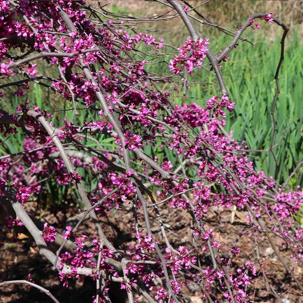 Ruby Falls Redbud Tree 7 Ruby Falls Redbud Tree - Image 5