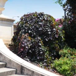 Ruby Falls Redbud Tree 13 Ruby Falls Redbud Tree -Arbor Day Foundation Store Ruby Falls Redbud 8