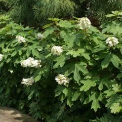 Ruby Slippers Hydrangea Shrub 8 Ruby Slippers Hydrangea Shrub -Arbor Day Foundation Store Ruby Slippers Hydrangea 2