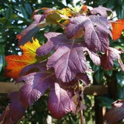 Ruby Slippers Hydrangea Shrub 9 Ruby Slippers Hydrangea Shrub -Arbor Day Foundation Store Ruby Slippers Hydrangea 3
