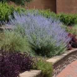 Russian Sage 7 Russian Sage -Arbor Day Foundation Store Russian Sage 1 FGT