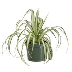 Spider Plant 11 Spider Plant -Arbor Day Foundation Store SPI PLA1