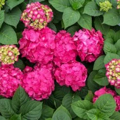 Endless Summer® Summer Crush® Hydrangea -Arbor Day Foundation Store SUmmer Crush Endless SUmmer Hydrangea 11 FGT