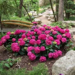 Endless Summer® Summer Crush® Hydrangea -Arbor Day Foundation Store SUmmer Crush Endless SUmmer Hydrangea 3 FGYT