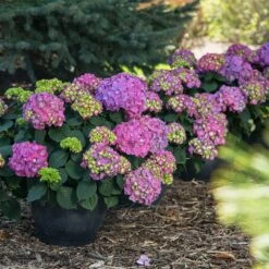 Endless Summer® Summer Crush® Hydrangea -Arbor Day Foundation Store SUmmer Crush Endless SUmmer Hydrangea 9 FGT
