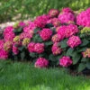 Endless Summer® Summer Crush® Hydrangea -Arbor Day Foundation Store SUmmer Crush Endless SUmmer Hydrangea FGT 600x600 0b6c1771 f284 47de aec9 fd3a74118d9a