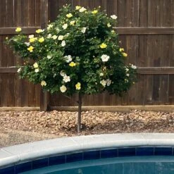 Sunny Knock Out® Rose Tree -Arbor Day Foundation Store SUnny knockout Rose Tree 3