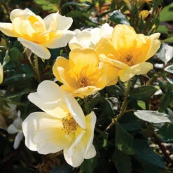 Sunny Knock Out® Rose Tree -Arbor Day Foundation Store SUnny knockout Rose Tree 4 FGT