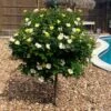Sunny Knock Out® Rose Tree -Arbor Day Foundation Store SUnny knockout Rose Tree FGT 600x600 e7cea815 3cdf 4b5d 992e 2a43e91401b3
