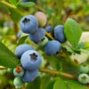 Sunshine Blue Blueberry Bush -Arbor Day Foundation Store SUnshine BLue Blueberry 600x600 098e1864 ee66 427c 8dcd c9654f9f3607