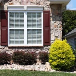 Sunshine Ligustrum Shrub -Arbor Day Foundation Store SUnshine Ligustrum 5