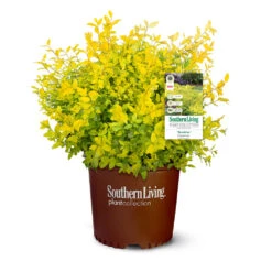 Sunshine Ligustrum Shrub -Arbor Day Foundation Store SUnshine Ligustrum 9