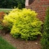 Sunshine Ligustrum Shrub -Arbor Day Foundation Store SUnshine Ligustrum FGT 600x600 f0101ae6 a571 46c8 bebd 540fda4bb091